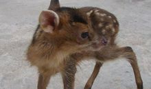 替动物想想_700字