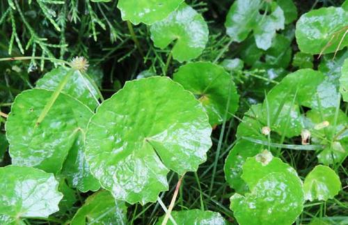 春天融化在绿色舌头_600字