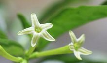 月亮上的夜来香_2000字