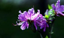 卜运如梦（四）_1200字