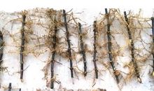 紫竹根（一）_450字