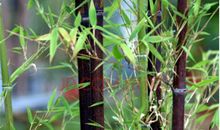 紫竹根（一）_250字