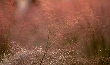 卜运如梦（六）_1200字