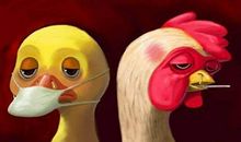 禽流感不可怕_500字