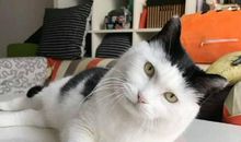 【微作文】娇骄猫_150字