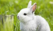 【微作文】兔子_100字