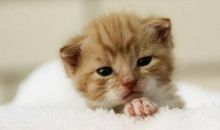 【微作文】猫_100字