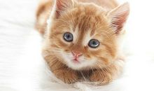 【微作文】可爱的小狗——傻乎乎_100字