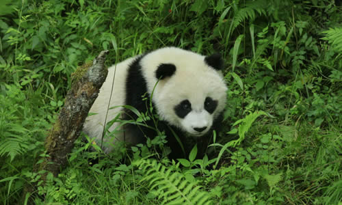 [微妙]我喜欢巨大的熊猫_150字