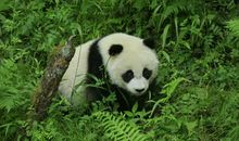 【微作文】我爱大熊猫_150字