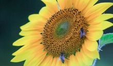 那一片葵花_3000字