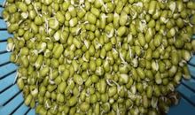 初三日记：绿豆观察日记_800字