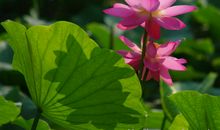 初三日记：荷花观察记_750字