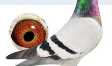 战神·继承者（三)迷失树林_3000字