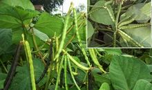 给绿豆的一封信_250字