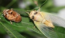 大自然的启发_500字