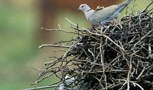 初三日记：观察动物日记（三）_700字