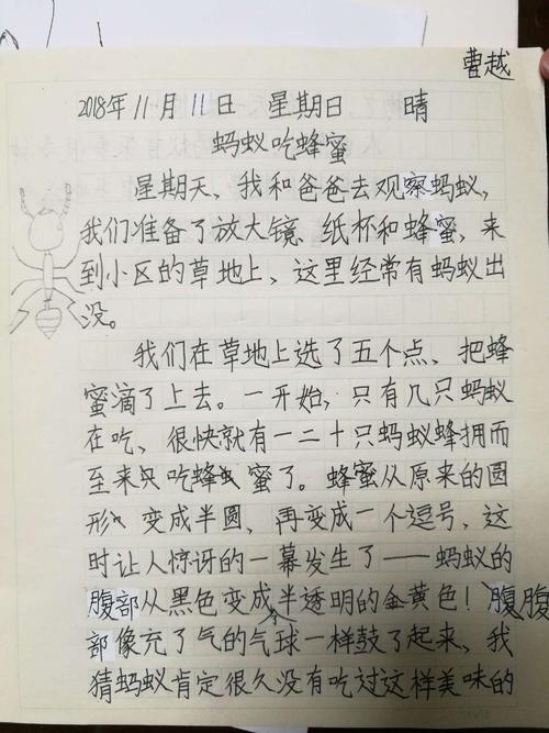 杂志：蚂蚁观察日记（2）_700字