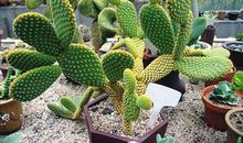 向你介绍仙人掌_450字