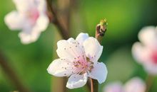 桃花滚滚来（第十八章）_3000字