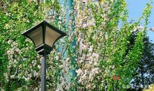 小区的春天_350字