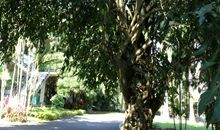 植物界的绞杀现象和和平现象_500字