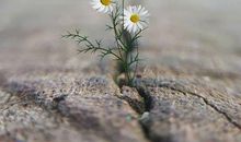 挫折也是一种美_550字