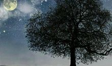 我是一棵小树_350字