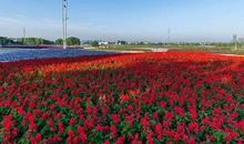 三色堇！恋爱秘方_1200字