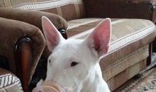 “猪狗不如”新论_550字