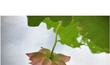 落花无情 流水无意_1500字