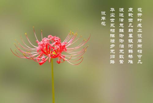 另一边的花，承诺_500字