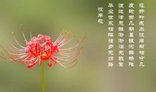 彼岸之花·承诺_500字