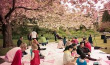 樱花祭——月离_550字