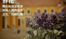 生活的酸甜苦辣（第二章)快乐宠物市场_900字