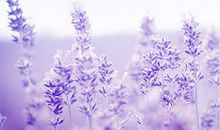 双生（第二章）你是人间八月天_450字