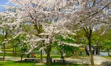 樱花树下的许愿（第八章）_600字