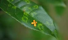 心海之桂（第十二章）_1000字