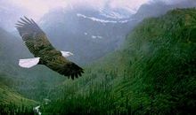 像雏鹰那样飞_500字