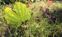 冰冷的心与真诚的微笑（第六章）_900字