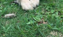 狗的笔记（一）破产_800字