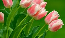 鲜花物语（二）_1200字