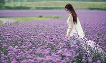 薰衣草的泪之我开始动心了吗？(4)_1200字