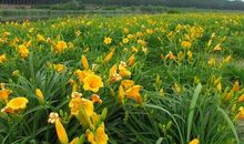 萱草（二）酗酒汉_900字