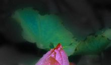 心灵的呼唤_200字