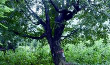 园里的那颗树_550字