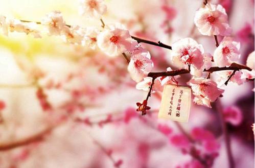桃花血_750字