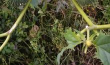 梧桐下的曼陀罗_3000字