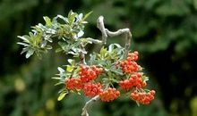 独木成舟，千帆过_600字