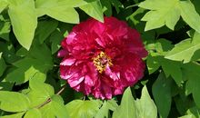 竹竿上的双生花（第二章）_2000字